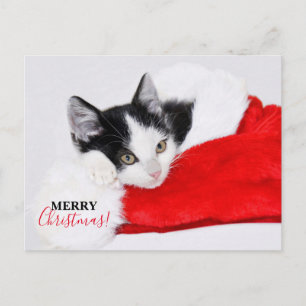 Cartes Pour Fêtes Annuelles Joli Chatons au Chapeau de Père Noël