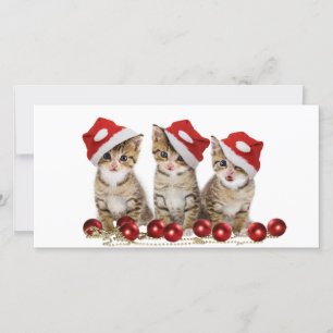 Cartes Pour Fêtes Annuelles Joli chatons Noël