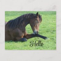 Joli Cheval Brown allongé dans l'herbe