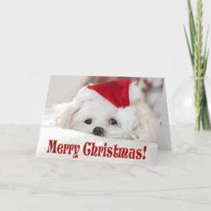 Cartes Pour Fêtes Annuelles Joli chien maltais blanc et duveteux de chiot dans