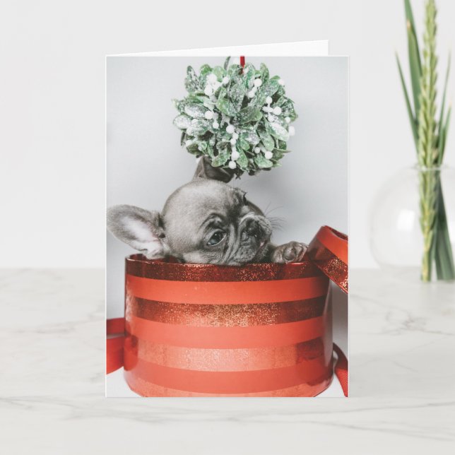 Cartes Pour Fêtes Annuelles Joli chiot gris dans une boîte rouge (Devant)