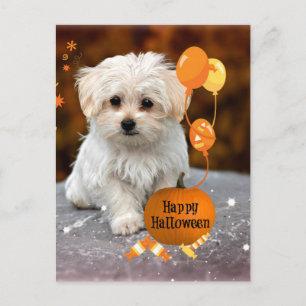 Cartes Pour Fêtes Annuelles Joli chiot maltais célèbre Halloween 
