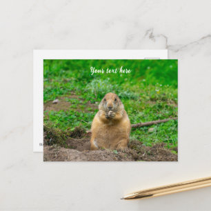 Cartes Pour Fêtes Annuelles Joli petit chien de prairie à queue noire