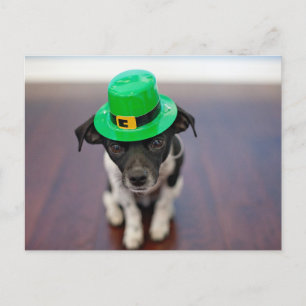 Cartes Pour Fêtes Annuelles Joli Saint-patrick personnalisé jour Chihuahua Chi