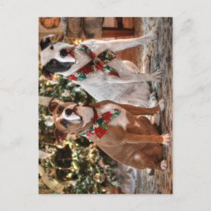Cartes Pour Fêtes Annuelles Joli Secourt de Noël Pitbull et America Bull Dog