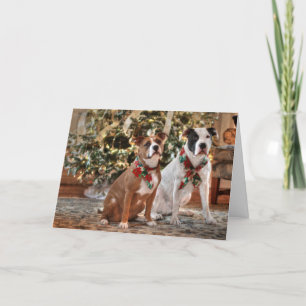 Cartes Pour Fêtes Annuelles Joli Secourt de Noël Pitbull et America Bull Dog