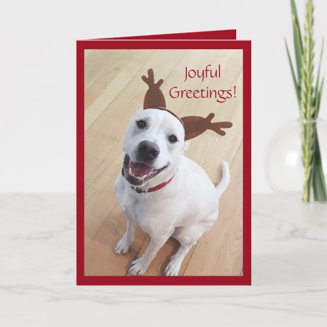Cartes Pour Fêtes Annuelles Joli sourire blanc renne chien Noël (Devant)