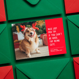 Cartes Pour Fêtes Annuelles Jolie liste de photos de Noël drôles d'animaux de