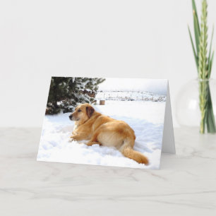 Cartes Pour Fêtes Annuelles Jolie scène de chien de golden retriever de