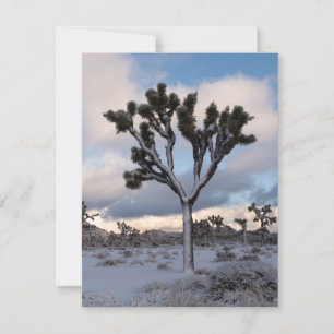 Cartes Pour Fêtes Annuelles Joshua Tree Snowy Matin #2