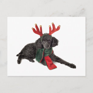 Cartes Pour Fêtes Annuelles Jouet noir de Noël Chien de caniche habillé en ren
