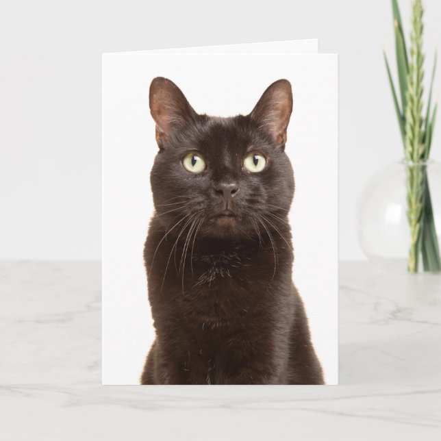 Cartes Pour Fêtes Annuelles Joyeuse Journée d'appréciation de chat noir (Devant)