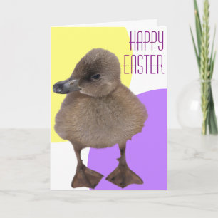 Cartes Pour Fêtes Annuelles Joyeuses Pâques Photographie de Caneton Gris Adora