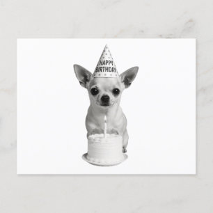 Cartes Pour Fêtes Annuelles Joyeux anniversaire Chihuahua