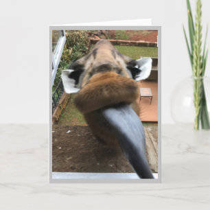 Cartes Pour Fêtes Annuelles Joyeux anniversaire de la faune baiser