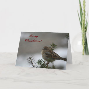 Cartes Pour Fêtes Annuelles Joyeux Bruant de Noël !