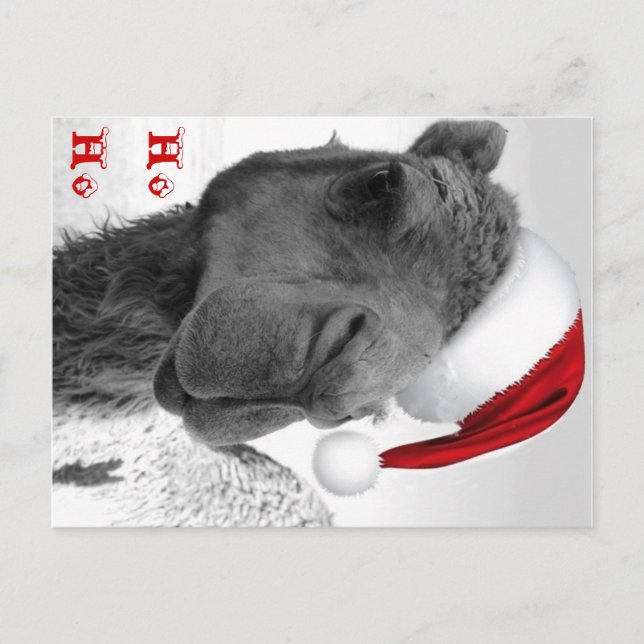 Cartes Pour Fêtes Annuelles Joyeux chameau Claus de Noël de Humpin (Devant)