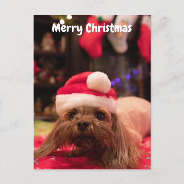 Cartes Pour Fêtes Annuelles Joyeux chien de Noël (Devant)