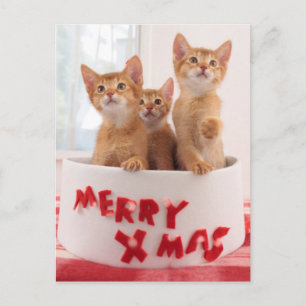 Cartes Pour Fêtes Annuelles Joyeux minous de Noël