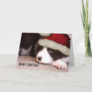 Cartes Pour Fêtes Annuelles Joyeux Noël Baby Bordure Collie - chapeau de Père