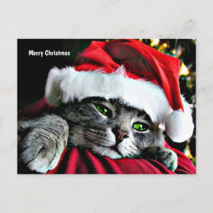 Cartes Pour Fêtes Annuelles Joyeux Noël Chat