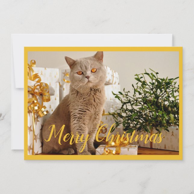Cartes Pour Fêtes Annuelles Joyeux Noël Chat Photo Saison Salutations (Devant)