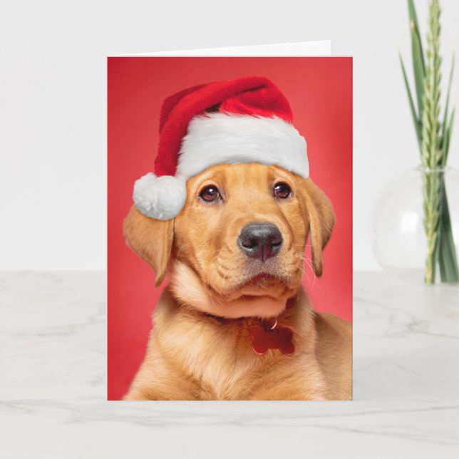 Cartes Pour Fêtes Annuelles Joyeux Noël Chiot Labrador mignon en chapeau de Pè (Devant)