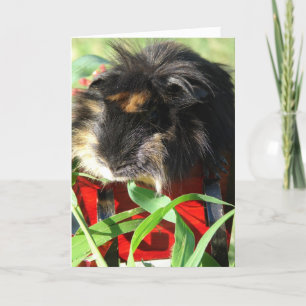 Cartes Pour Fêtes Annuelles Joyeux Noël !  Cobaye