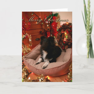 Cartes Pour Fêtes Annuelles Joyeux Noël, colley, sheltie