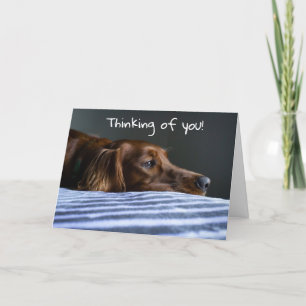 CARTES POUR FÊTES ANNUELLES "JOYEUX NOËL" DE CHIEN CHÉRI