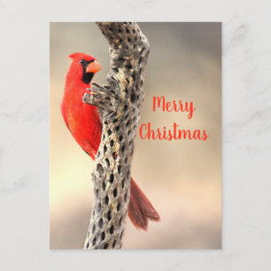 Cartes Pour Fêtes Annuelles Joyeux Noël de la Caroline du Nord