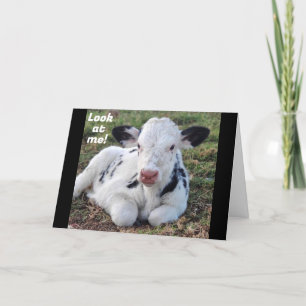 CARTES POUR FÊTES ANNUELLES "JOYEUX NOËL" DE LA VACHE ADORABLE