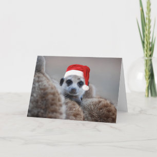 Cartes Pour Fêtes Annuelles Joyeux Noël de Meerkat - Joyeuses Fêtes 2