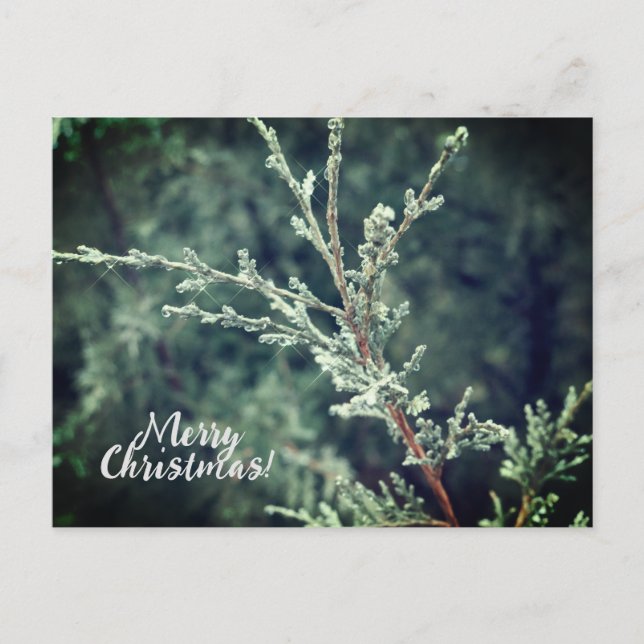 Cartes Pour Fêtes Annuelles Joyeux Noël Frosty À feuillage persistant (Devant)