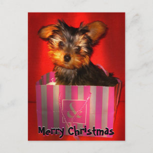Cartes Pour Fêtes Annuelles Joyeux Noël Little Yorkie personnalisable
