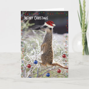 Cartes Pour Fêtes Annuelles Joyeux Noël Meerkat