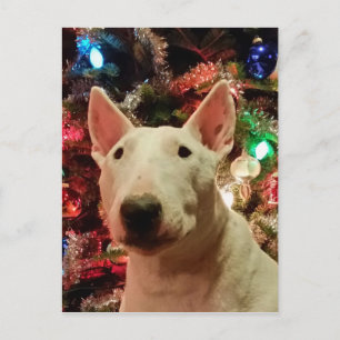 Cartes Pour Fêtes Annuelles Joyeux Noël Merra Bull terrier