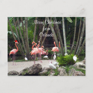 Cartes Pour Fêtes Annuelles Joyeux Noël Orlando - Flamants roses roses