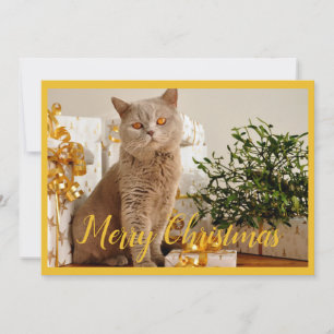 Cartes Pour Fêtes Annuelles Joyeux Noël Photo de Chat Saison Bienvenue