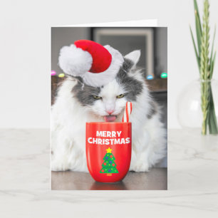 Cartes Pour Fêtes Annuelles Joyeux Noël Pour N'Importe Qui Chat Boire Du cacao