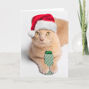 Cartes Pour Fêtes Annuelles Joyeux Noël Pour Toute Personne Orange Tabby Chat