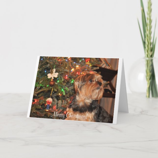 Cartes Pour Fêtes Annuelles Joyeux Noël, Yorkie, Yorkshire Terrier (Devant)