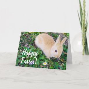 Cartes Pour Fêtes Annuelles Joyeux Pâques