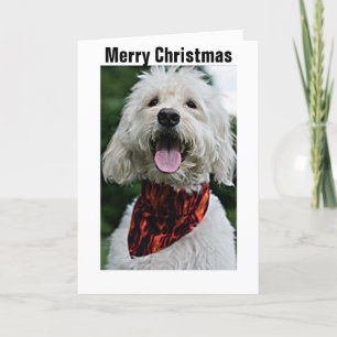 CARTES POUR FÊTES ANNUELLES JOYEZ NOËL DE CHIEN HABILLÉ/HEUREUX CHIEN