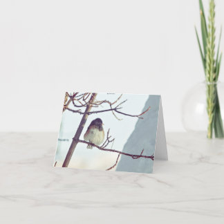 Cartes Pour Fêtes Annuelles Junco in Montana Winter - 4" x 5.6" Notecard