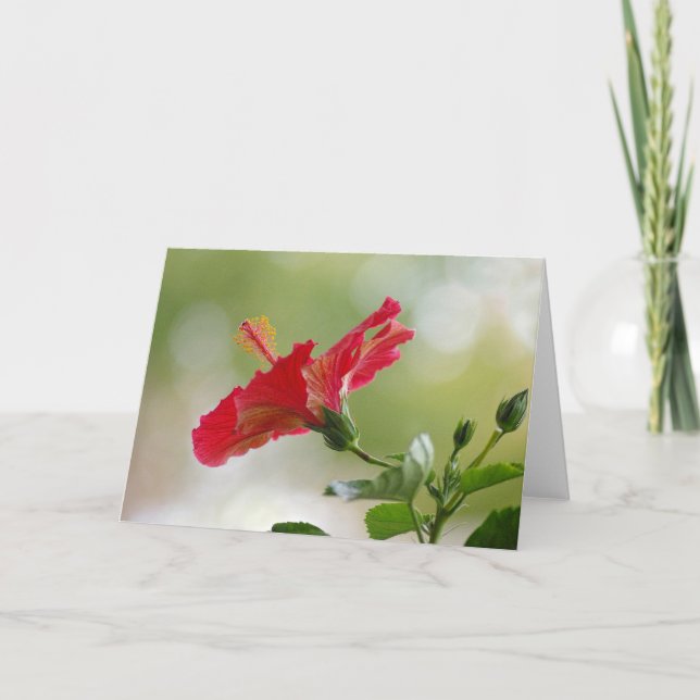 Cartes Pour Fêtes Annuelles Ketmie rouge de relief, lumières de Noël (Devant)