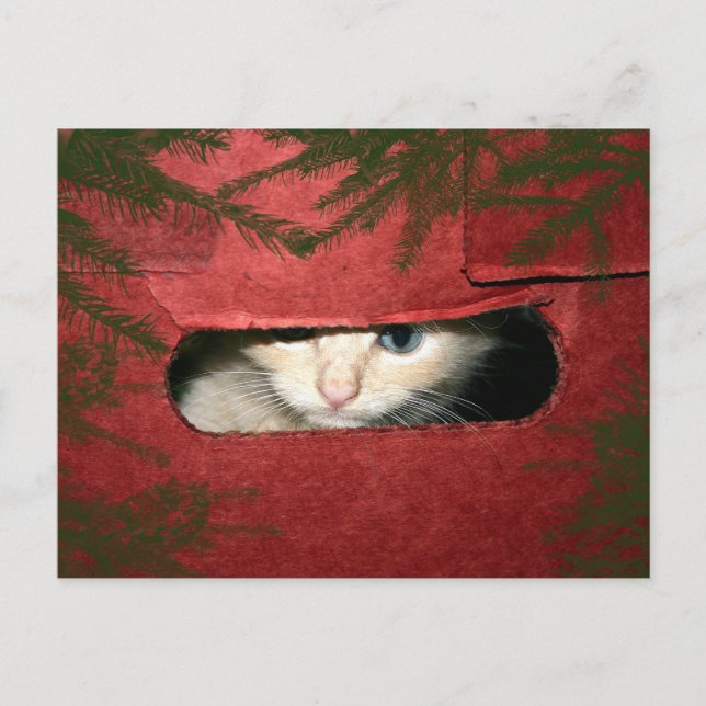 Cartes Pour Fêtes Annuelles Kitten dans la boîte de Noël (Devant)