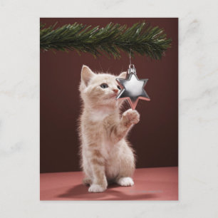 Cartes Pour Fêtes Annuelles Kitten pawing décoration de Noël sur arbre