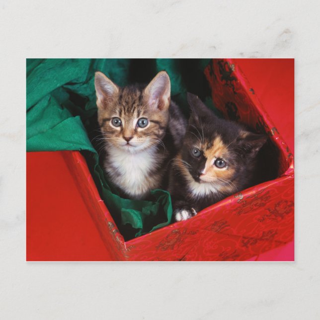 Cartes Pour Fêtes Annuelles Kittens de Noël (Devant)