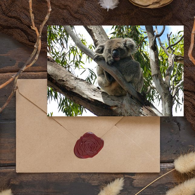 Cartes Pour Fêtes Annuelles Koala - Dormir (Créateur téléchargé)